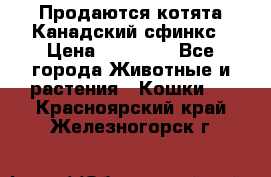 Продаются котята Канадский сфинкс › Цена ­ 15 000 - Все города Животные и растения » Кошки   . Красноярский край,Железногорск г.